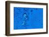 Blue Bubbles 2-Steve Gadomski-Framed Photographic Print