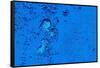 Blue Bubbles 2-Steve Gadomski-Framed Stretched Canvas