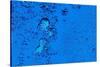 Blue Bubbles 2-Steve Gadomski-Stretched Canvas