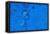 Blue Bubbles 2-Steve Gadomski-Framed Stretched Canvas