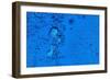 Blue Bubbles 2-Steve Gadomski-Framed Photographic Print