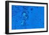 Blue Bubbles 2-Steve Gadomski-Framed Photographic Print