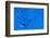 Blue Bubbles-Steve Gadomski-Framed Photographic Print