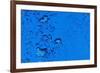 Blue Bubbles-Steve Gadomski-Framed Photographic Print