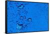 Blue Bubbles-Steve Gadomski-Framed Stretched Canvas