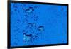 Blue Bubbles-Steve Gadomski-Framed Photographic Print