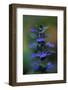 Blue Bugle (Ajuga Reptans) in Flower, Bugleweed, Echternach, Mullerthal, Luxembourg, May 2009-Tønning-Framed Photographic Print