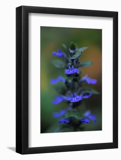 Blue Bugle (Ajuga Reptans) in Flower, Bugleweed, Echternach, Mullerthal, Luxembourg, May 2009-Tønning-Framed Photographic Print