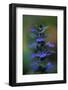 Blue Bugle (Ajuga Reptans) in Flower, Bugleweed, Echternach, Mullerthal, Luxembourg, May 2009-Tønning-Framed Photographic Print