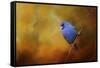 Blue Bunting in Autumn-Jai Johnson-Framed Stretched Canvas