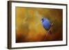 Blue Bunting in Autumn-Jai Johnson-Framed Giclee Print