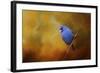 Blue Bunting in Autumn-Jai Johnson-Framed Giclee Print