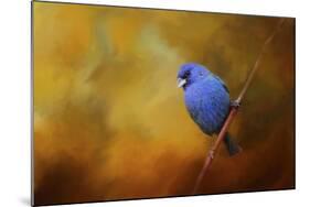 Blue Bunting in Autumn-Jai Johnson-Mounted Giclee Print