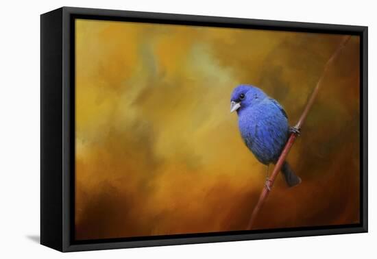 Blue Bunting in Autumn-Jai Johnson-Framed Stretched Canvas