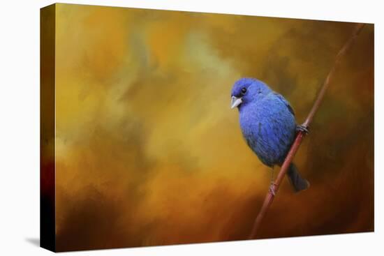 Blue Bunting in Autumn-Jai Johnson-Stretched Canvas