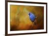 Blue Bunting in Autumn-Jai Johnson-Framed Giclee Print