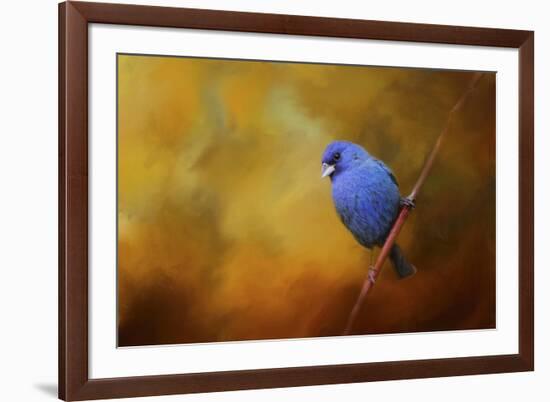 Blue Bunting in Autumn-Jai Johnson-Framed Giclee Print