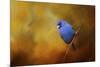 Blue Bunting in Autumn-Jai Johnson-Mounted Giclee Print