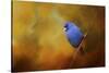 Blue Bunting in Autumn-Jai Johnson-Stretched Canvas