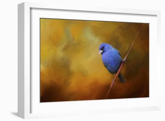 Blue Bunting in Autumn-Jai Johnson-Framed Giclee Print