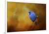 Blue Bunting in Autumn-Jai Johnson-Framed Giclee Print