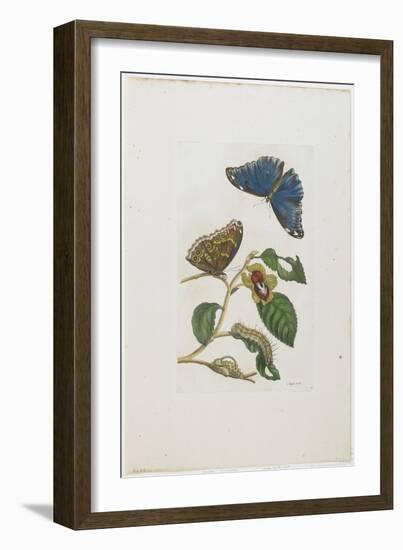 Blue Butterflies and Foliage, 1705-1771-Maria Sibylla Graff Merian-Framed Giclee Print