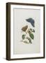 Blue Butterflies and Foliage, 1705-1771-Maria Sibylla Graff Merian-Framed Giclee Print