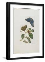 Blue Butterflies and Foliage, 1705-1771-Maria Sibylla Graff Merian-Framed Giclee Print