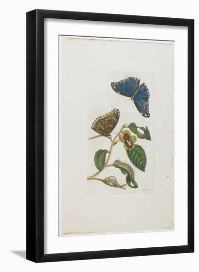 Blue Butterflies and Foliage, 1705-1771-Maria Sibylla Graff Merian-Framed Giclee Print