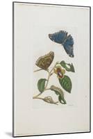 Blue Butterflies and Foliage, 1705-1771-Maria Sibylla Graff Merian-Mounted Giclee Print