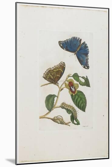 Blue Butterflies and Foliage, 1705-1771-Maria Sibylla Graff Merian-Mounted Giclee Print