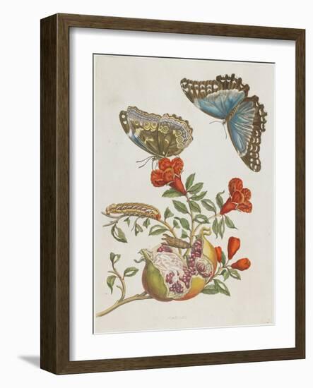 Blue Butterflies and Pomegranate, 1705-1771-Maria Sibylla Graff Merian-Framed Giclee Print