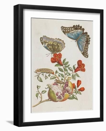 Blue Butterflies and Pomegranate, 1705-1771-Maria Sibylla Graff Merian-Framed Giclee Print