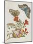 Blue Butterflies and Pomegranate, 1705-1771-Maria Sibylla Graff Merian-Mounted Giclee Print