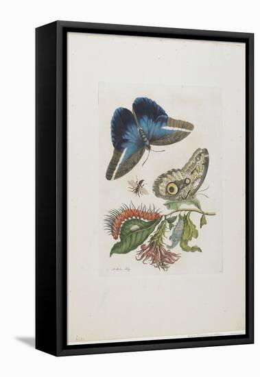 Blue Butterflies and Red Larva, Blue Spines, C. 1705-1717-Maria Sibylla Graff Merian-Framed Stretched Canvas