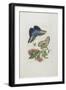 Blue Butterflies and Red Larva, Blue Spines, C. 1705-1717-Maria Sibylla Graff Merian-Framed Giclee Print