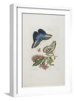 Blue Butterflies and Red Larva, Blue Spines, C. 1705-1717-Maria Sibylla Graff Merian-Framed Giclee Print