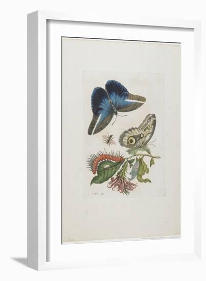 Blue Butterflies and Red Larva, Blue Spines, C. 1705-1717-Maria Sibylla Graff Merian-Framed Giclee Print