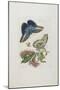 Blue Butterflies and Red Larva, Blue Spines, C. 1705-1717-Maria Sibylla Graff Merian-Mounted Giclee Print