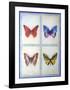Blue Butterflies-Lewman Zaid-Framed Art Print