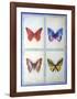 Blue Butterflies-Lewman Zaid-Framed Art Print