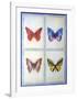 Blue Butterflies-Lewman Zaid-Framed Art Print