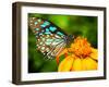 Blue Butterfly Fly in Morning Nature.-anekoho-Framed Photographic Print