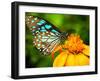 Blue Butterfly Fly in Morning Nature.-anekoho-Framed Photographic Print