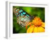 Blue Butterfly Fly in Morning Nature.-anekoho-Framed Photographic Print