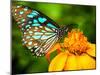 Blue Butterfly Fly in Morning Nature.-anekoho-Mounted Photographic Print