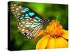 Blue Butterfly Fly in Morning Nature.-anekoho-Stretched Canvas