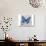 Blue Butterfly I-Alan Hopfensperger-Art Print displayed on a wall