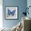 Blue Butterfly I-Alan Hopfensperger-Framed Art Print displayed on a wall