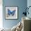 Blue Butterfly I-Alan Hopfensperger-Framed Art Print displayed on a wall